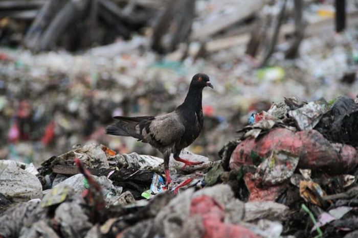 Kebiasaan bakar sampah memicu "hujan mikroplastik". Ecoton temukan Jakarta tertinggi. Paparan tinggi picu risiko penurunan fungsi kognitif hingga 36x lipat!