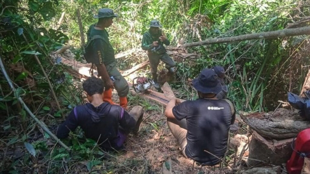 Gakkumhut Sulawesi menetapkan dua tersangka pembalakan liar di TWA Mangolo Kolaka dengan ancaman hukuman 15 tahun penjara.